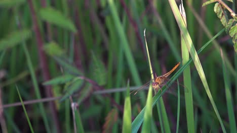 Mittlere-Aufnahme-Einer-Orangefarbenen-Libelle,-Die-Auf-Einem-Blatt-Ruht