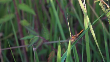 plano medio de una libélula naranja descansando sobre una hoja