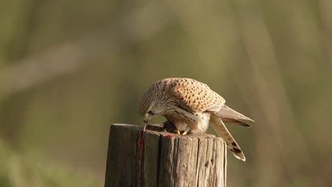 cestrel comiendo presas en un poste