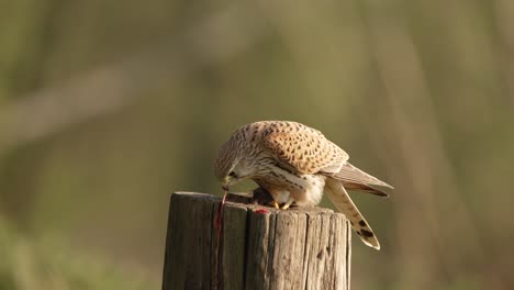 kestrel eating prey on a post