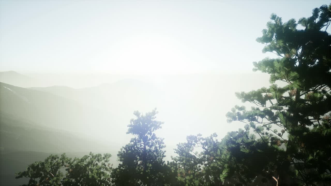 나무들을 가로지르는  ⁇ 빛