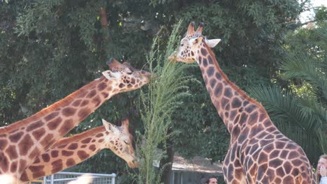 two giraffes eating leaves from a tree