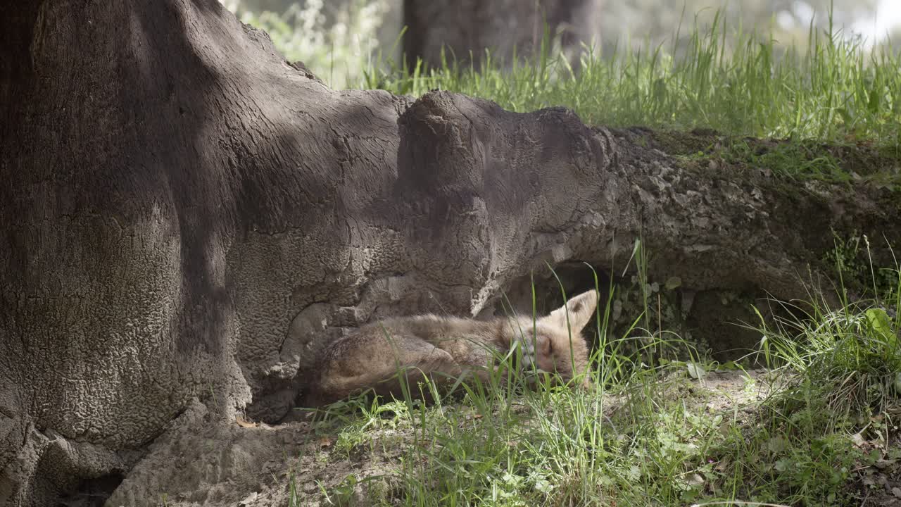 Female red fox (vulpes vulpes) resting at the entrance of its den, in a spring day, in a mediterranean forest, in Tiétar Valley, Spain