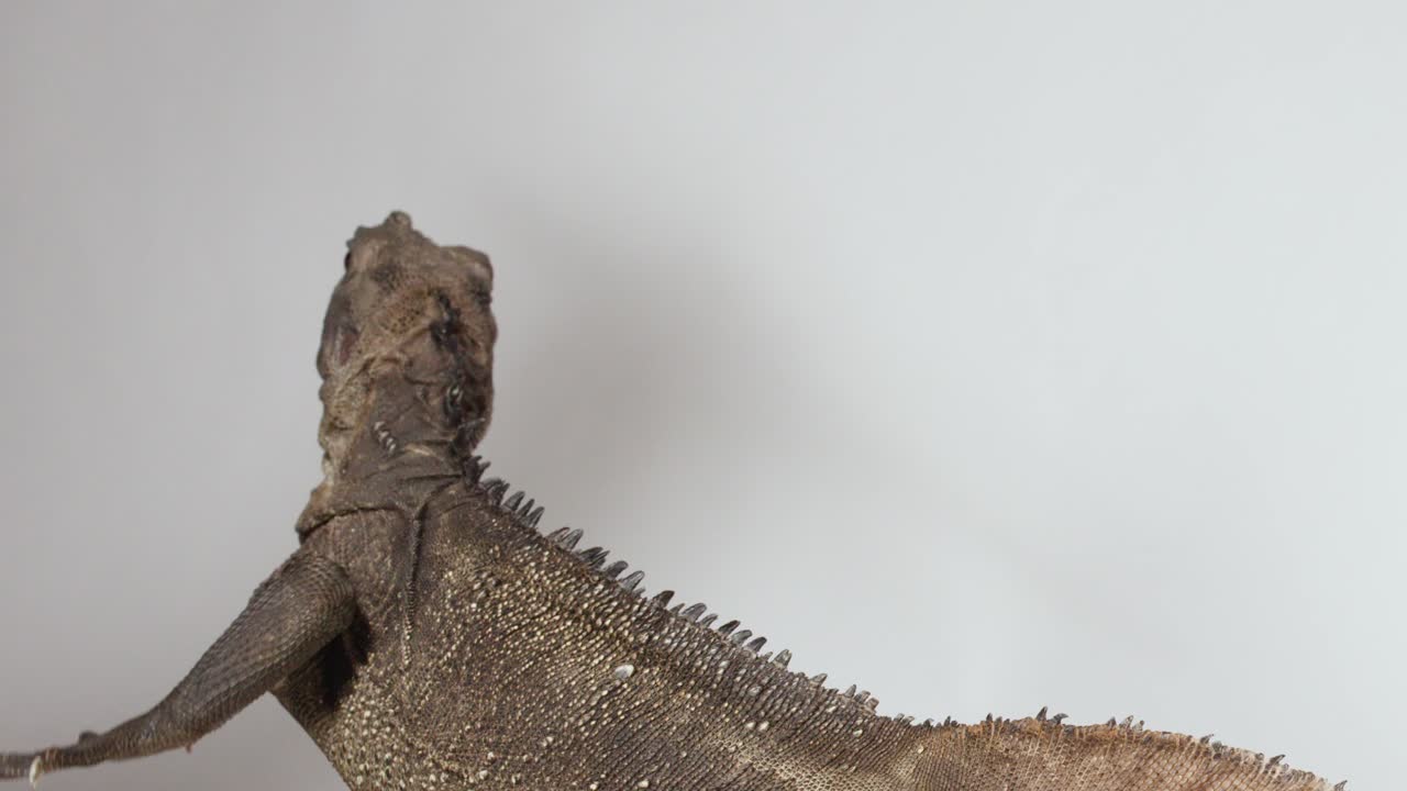 Un'iguana rossa cattura e mangia del cibo di profilo su uno sfondo bianco pulito da studio