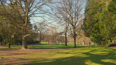 Leafless-trees-and-evergreens-in-park-gardens-in-autumn-sunlight