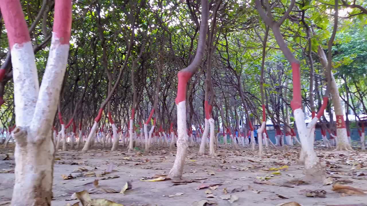 tree colorful timbers many in garden at morning form flat angle video is taken at buddha park patna bihar india on Apr 15 2022