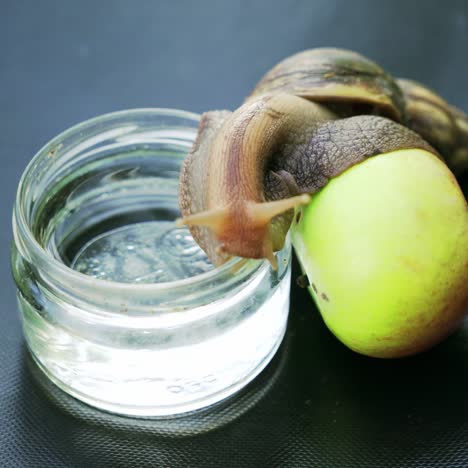 big brown snail crawls from the jar of water to the green leaf on the table in the room. close-up