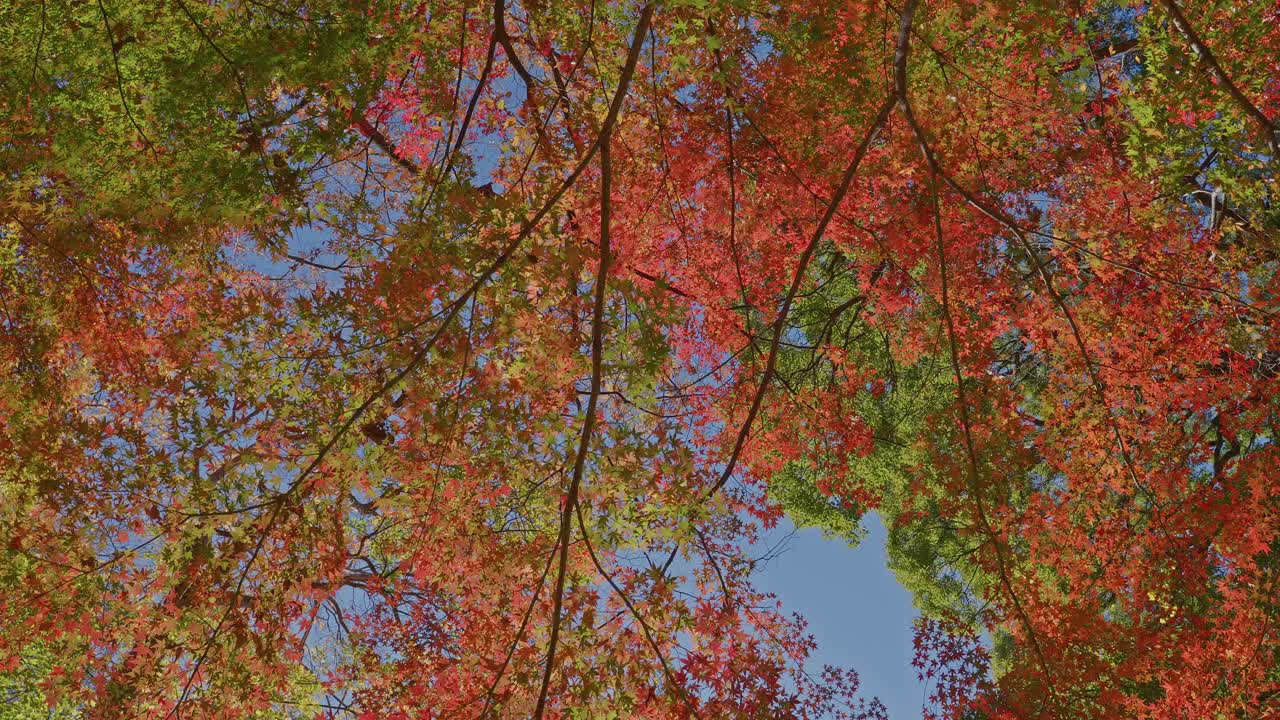 Looking up into a dense canopy of Japanese maple trees, showcasing a beautiful mix of fiery red and lush green leaves against a clear blue sky