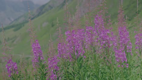 fireweed also known as rosebay willowherb in the mountain in the swiss alps in valais