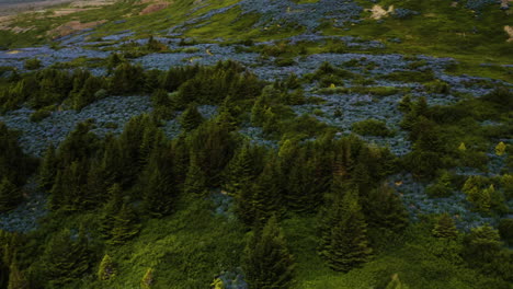 green forest and blue wildflowers in iceland, aerial drone shot