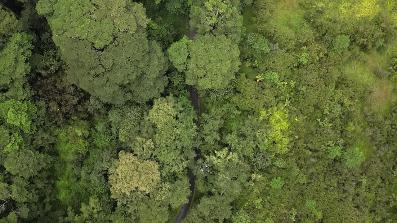 vista recta hacia abajo de un intenso bosque tropical verde exuberante, pequeña carretera