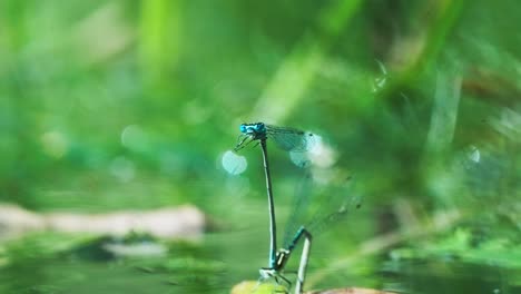 close up of common blue damselfly in mating wheel pose against bokeh background