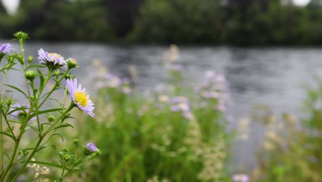 purple daisy blooming near a serene river