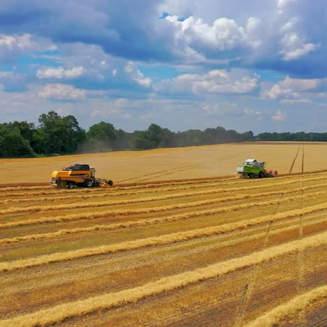 Two combine harvesters working in a golden wheat field under a blue sky