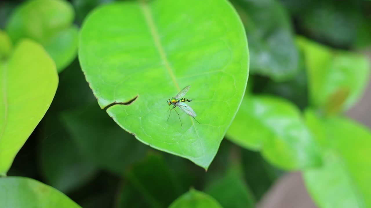 작은 곤충이 활기찬 초록색 잎에 착륙합니다.