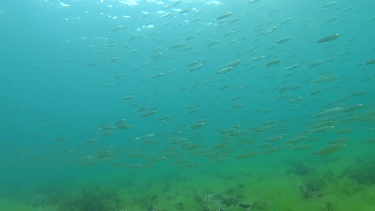 작은 물고기 무리가 느린 속도로 카메라를 지나 헤엄치고 있습니다.