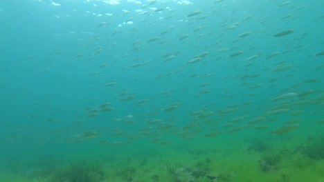 small fish school swimming past the camera in slow-motion