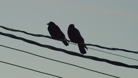 Dos-Pájaros-Posados-En-Un-Alambre