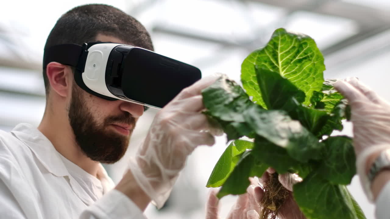Two laboratory technicians in white coats wearing Virtual Reality headsets, analysing lettuce grown with the Hydroponic method in a greenhouse