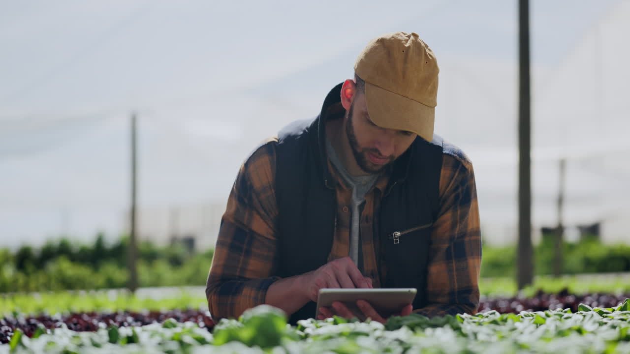 фермер проверяет урожай в теплице с помощью планшета