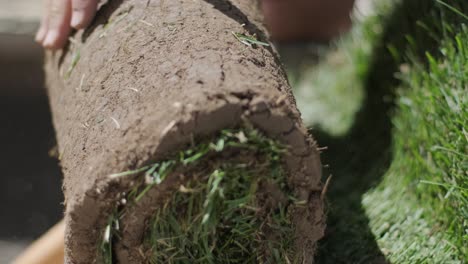 roll of new natural grass turf installed by professional gardener. landscaping industry.