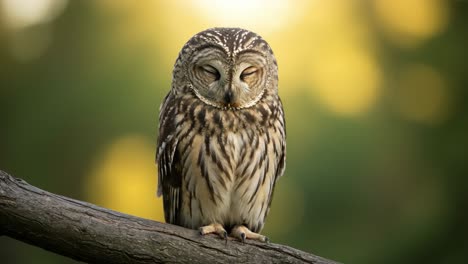 a captivating encounter with a striking owl: observing its enigmatic gaze and intricate feathers in nature's serenity