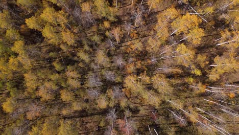 Top-down-drone-shot-of-fall-Aspen-trees