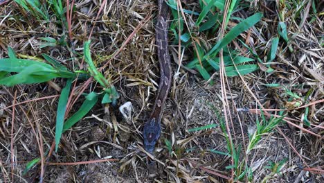 Video-De-Primer-Plano-Estático-De-La-Cabeza-De-Una-Serpiente-De-Rata-Occidental-Pantherophis-Obsoletus