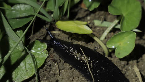 Makroaufnahme-Einer-Schwarzen-Schnecke,-Die-Auf-Dem-Boden-Kriecht