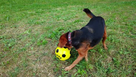 a dog playing with a soccer ball in the grass