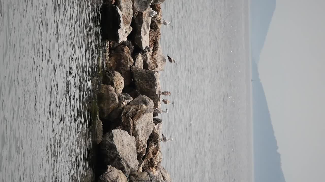 I gabbiani sulla riva rocciosa