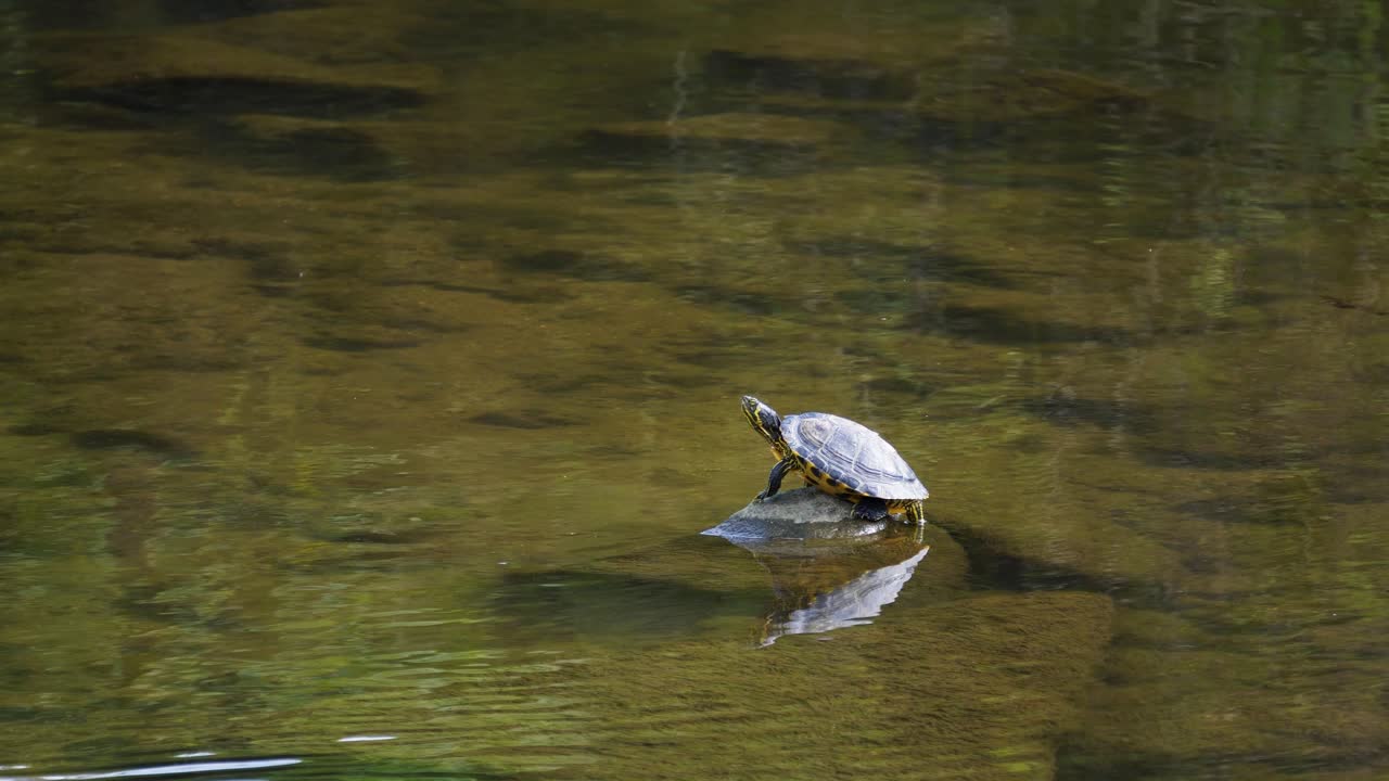 A turtle basks in the sun on a rock in the river or pond ( Yellow-Bellied Slider Turtle )