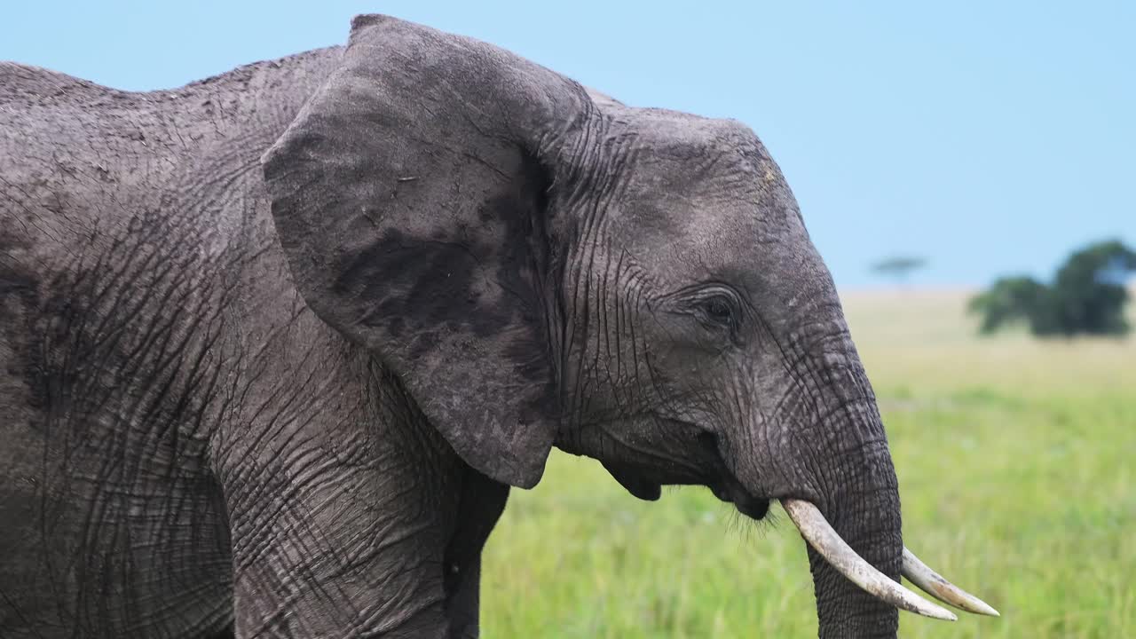 fotografía en cámara lenta de un elefante, vida silvestre africana en la reserva nacional de masai mara, kenia, áfrica animales de safari en la reserva de masai mara norte