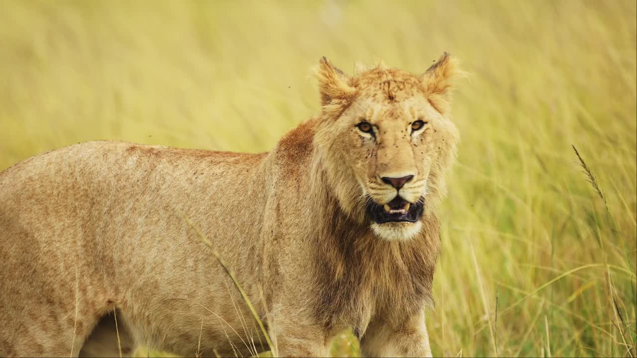 retrato de cerca de un increíble joven león macho con la boca abierta, vida silvestre africana en la reserva nacional de masai mara, kenia, áfrica animales de safari en la reserva de masai mara norte