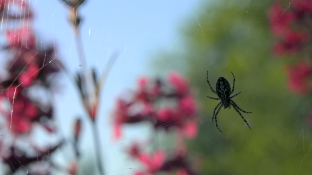 araña en una telaraña en un jardín