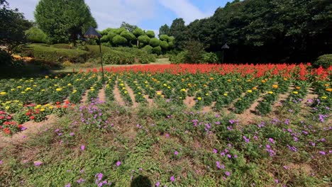 pan de gran angular de campo de flores en la isla de nokonoshima, fukuoka, japón en un día soleado