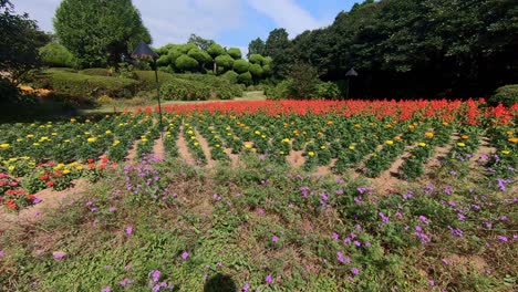 wide angle pan of flower field in nokonoshima island, fukuoka, japan on sunny day