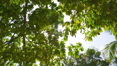 sun shining through lush green tropical tree leaves.