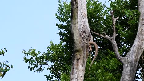 El-Lagarto-Monitor-Nublado-Se-Encuentra-En-Tailandia-Y-Otros-Países-De-Asia