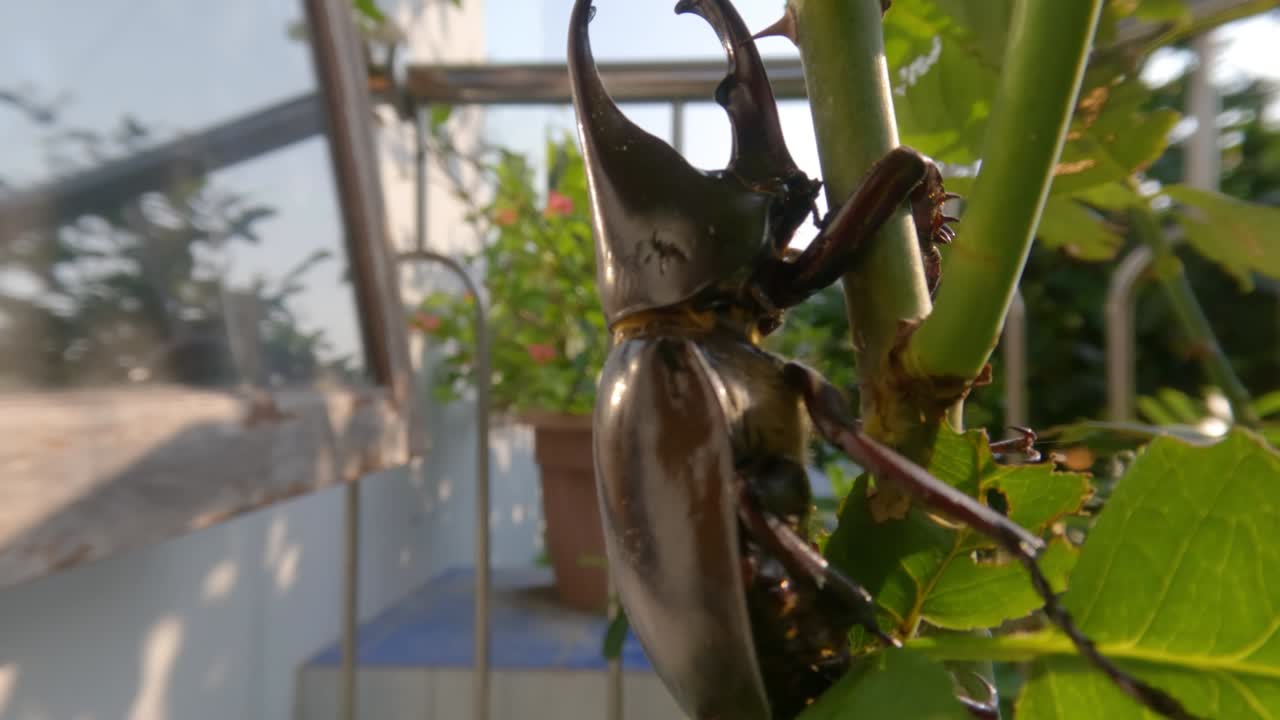 A horn beetle resting on a branch of a plant, this animal is brown and has horns