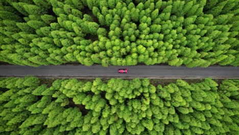 Coche-Rojo-En-Carretera-Asfaltada-A-Través-De-Un-Denso-Bosque-Verde