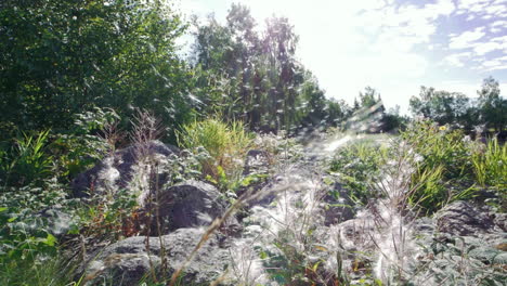 esporas de flores fireweed flotando en el aire en un día soleado, cámara lenta