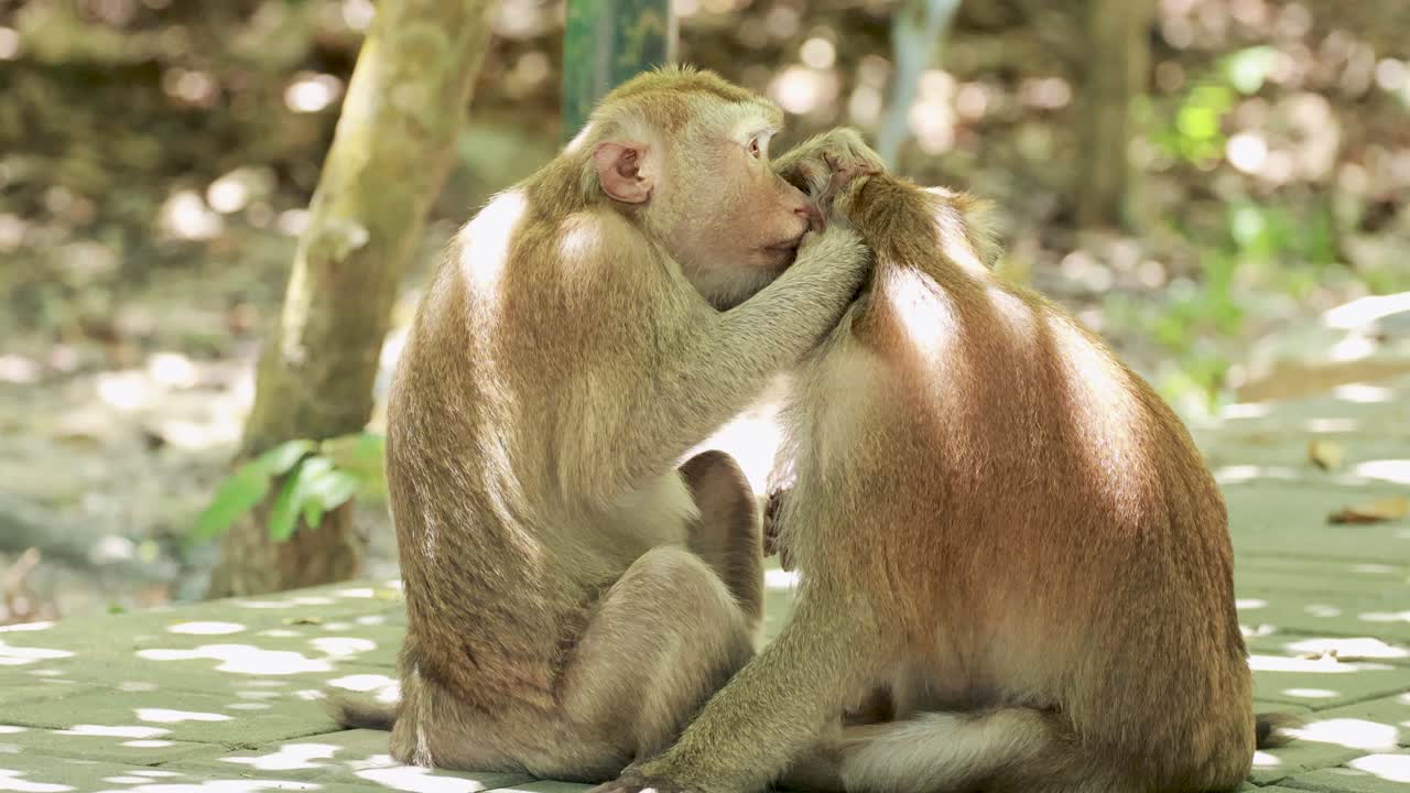 Two southern pig-tailed macaques engage in grooming behavior in a sunlit forest setting in Phuket, Thailand