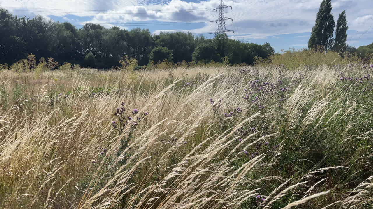 An Electricity pylon rises from behind a thick green line of trees and a field of yellow wild grasses swaying in the wind on a warm summer’s day