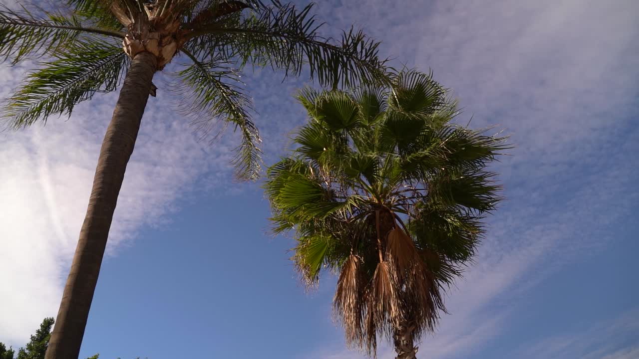 Beautiful green palm tree against blue sky with dotted clouds