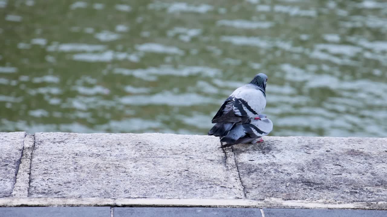 Two pigeons engage in courtship and mating behavior on a stone ledge beside a river, under natural daylight with a steady camera angle