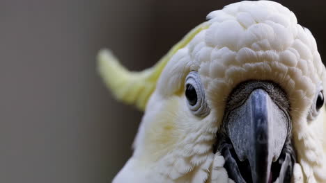 close-up of a sulphur-crested cockatoo