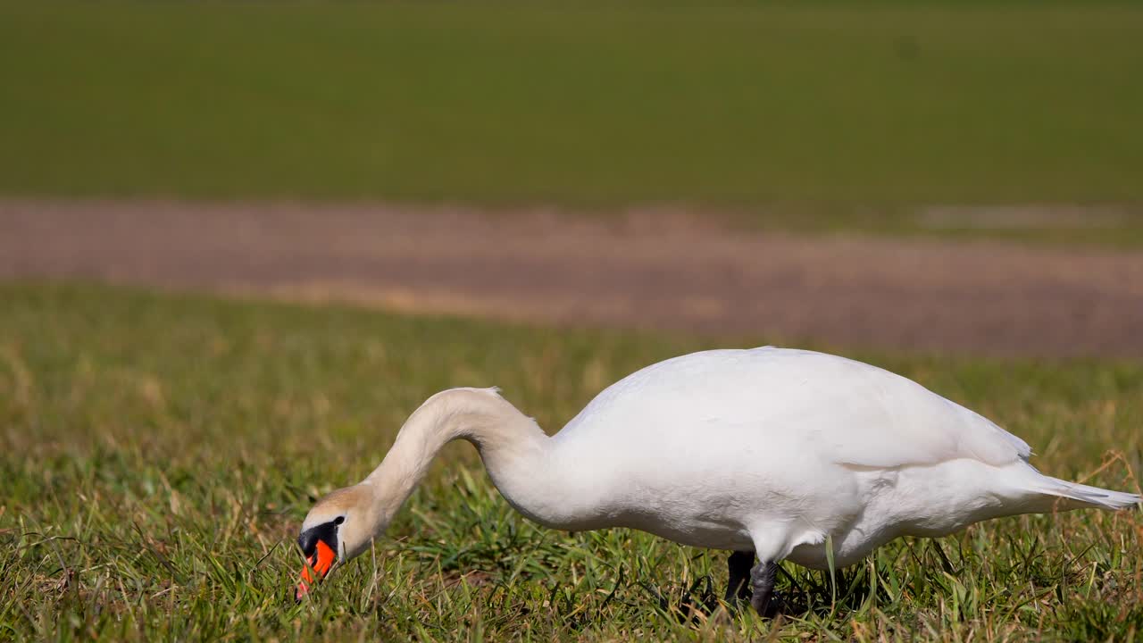 cisne comiendo hierba en el campo