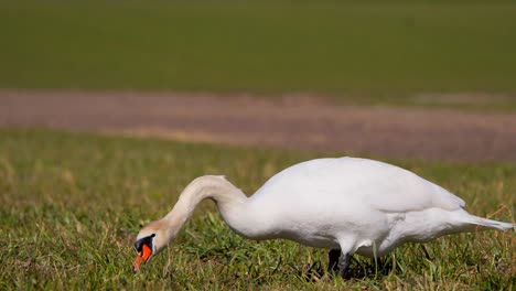 cisne comiendo hierba en el campo