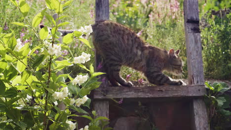 tabby cat walking on old wooden garden fence, stretching and hissing